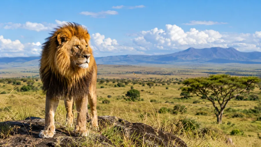 Serengeti-Ebenen: Geografie, Größe und Landschaft